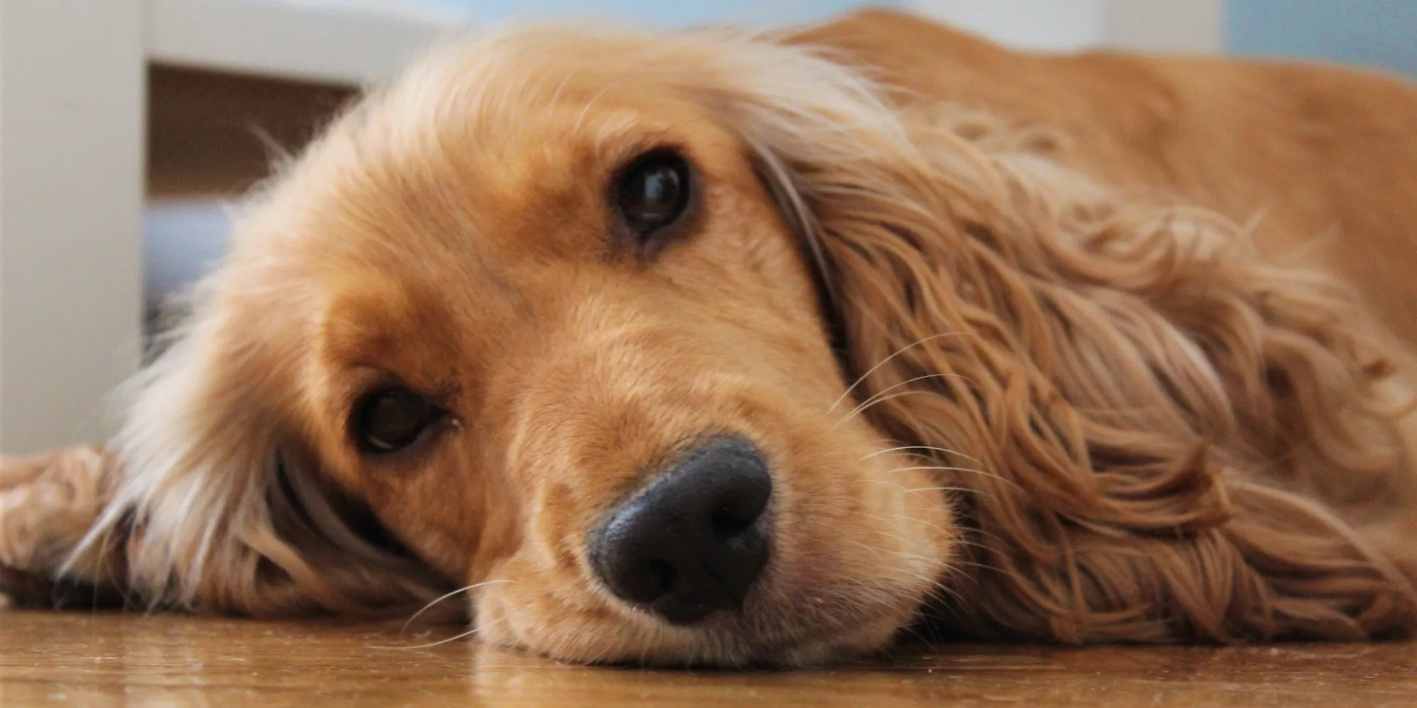 Forna Dog Friendly Flooring