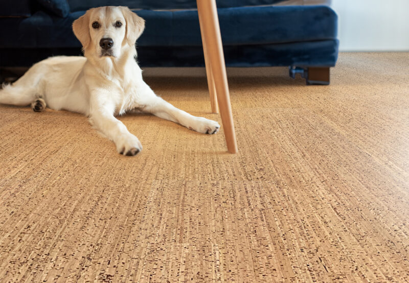 Embracing Cork: The Ultimate Eco-Friendly And Non-Toxic Flooring Solution Berber Warm Cork Floor Dog Toxic Free For Pets Comfort Healthy Home
