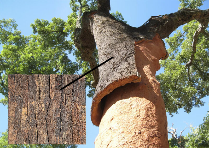 cork bark acoustic cork wall panel tree natural